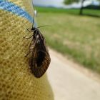 Schlammfliege oder Wasserflorfliege