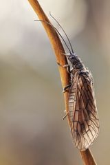 Schlammfliege oder Wasserflorfliege (Sialidae)