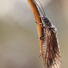 Schlammfliege oder Wasserflorfliege (Sialidae)