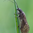 Schlammfliege (Sialis lutaria)