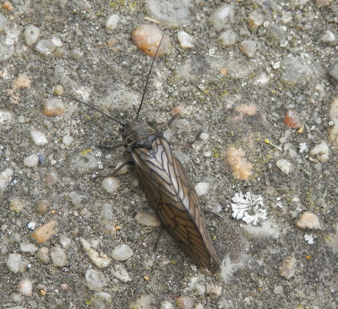 Schlammfliege (Sialis sp.)