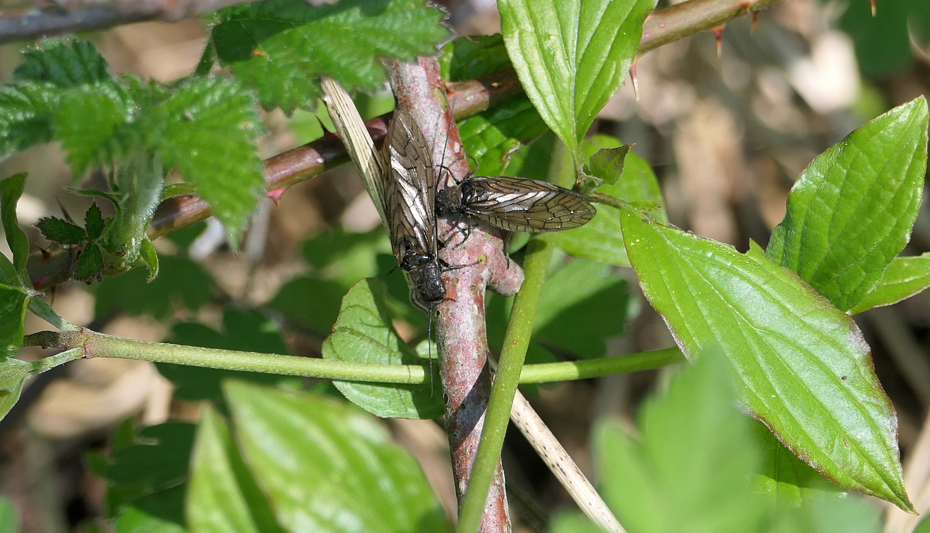 Schlammfliegen