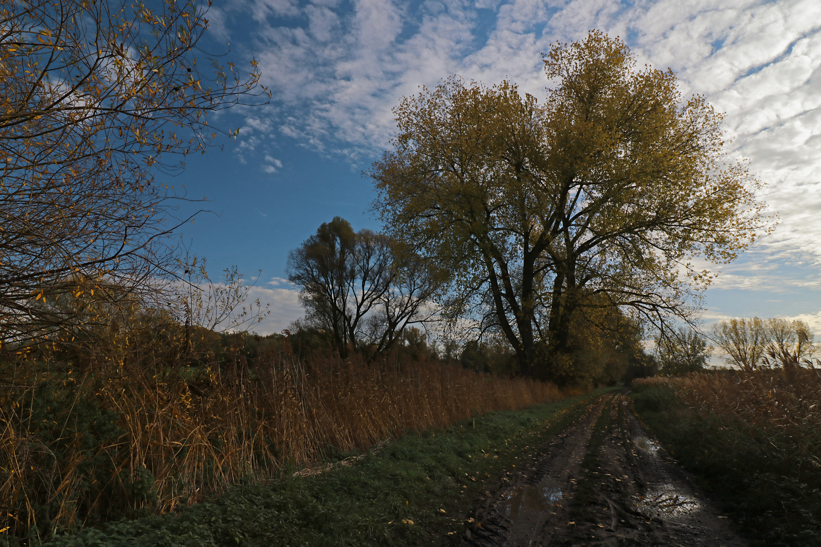 Schlammiger Feldweg