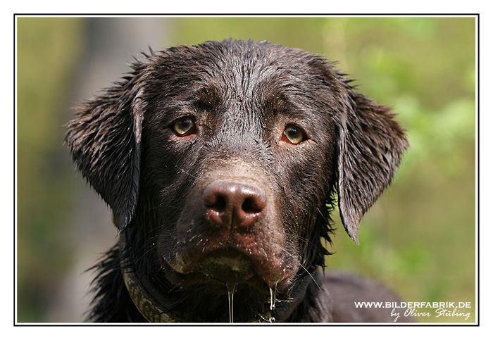 Schlammlabrador