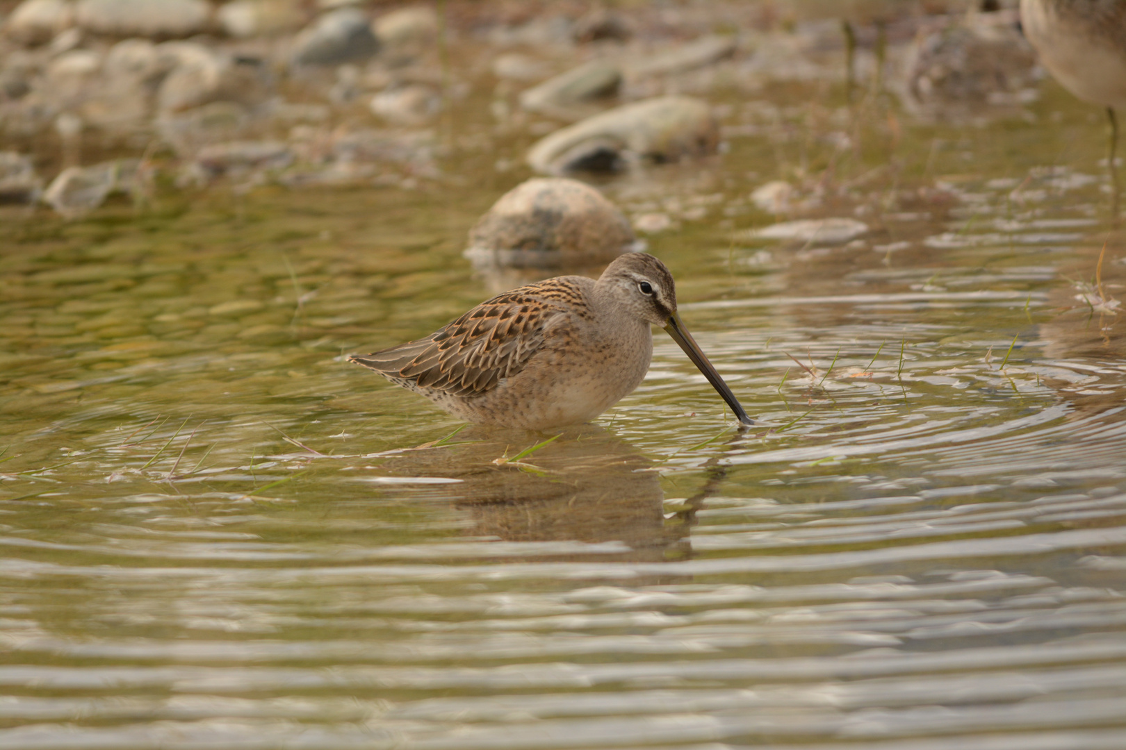 Schlammläufer III