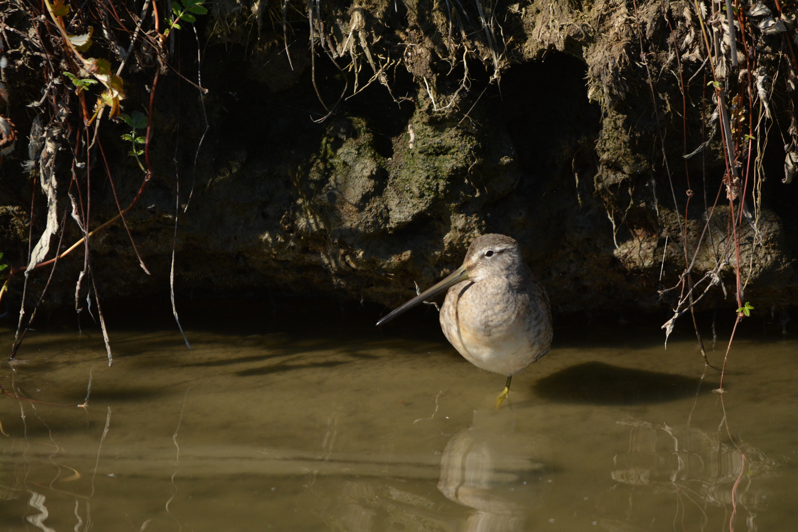 Schlammläufer IV