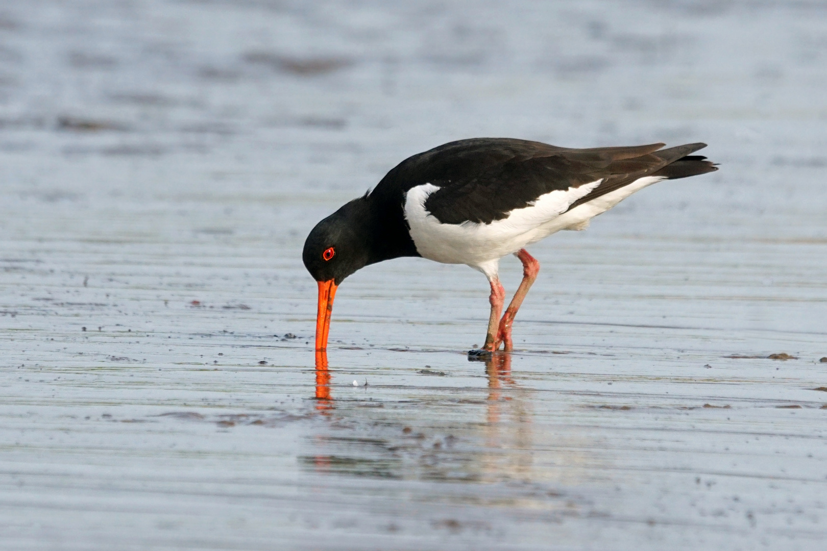 Schlammpicker an der Elbe  - Austernfischer