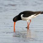 Schlammpicker an der Elbe  - Austernfischer