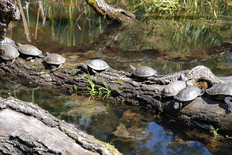 Schlammschildkröten - Stau