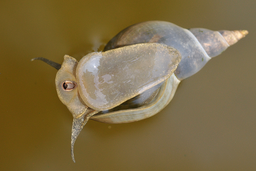 Schlammschnecke – eine Entdeckung durchs Makro