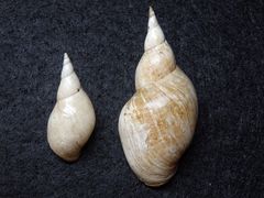 Schlammschnecke Limnae palustris