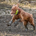 "SCHLAMMSPRINGER" - dachte die gäbe es nur im Zoo bei uns?