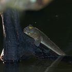 Schlammspringer - Pulau Ubin - Singapore