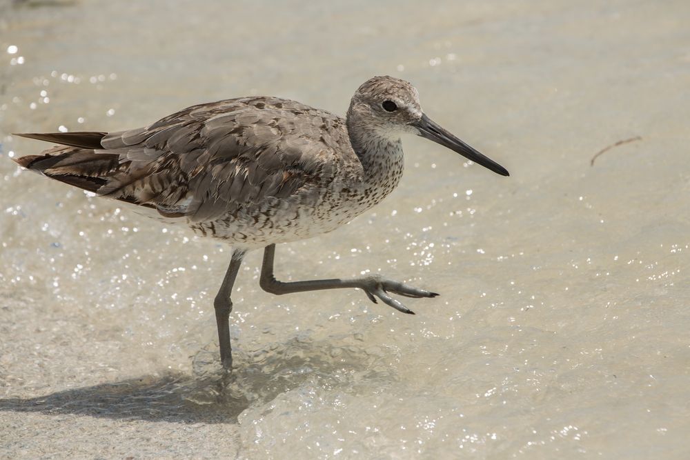 Schlammtreter (Tringa semipalmata - Willet)