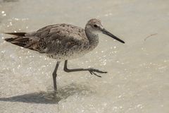 Schlammtreter (Tringa semipalmata - Willet)