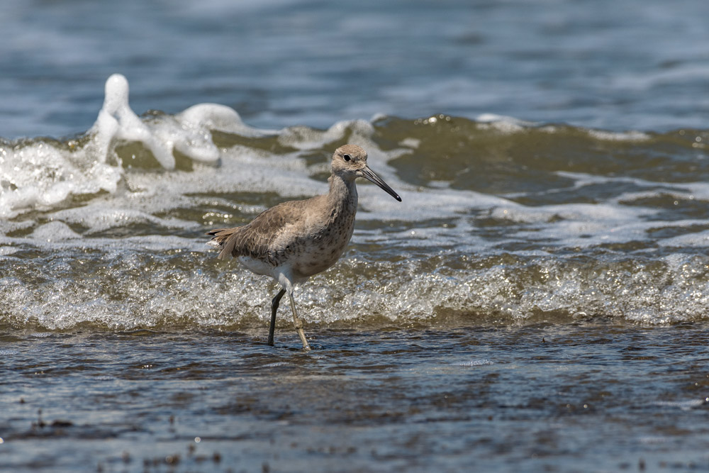 Schlammtreter – Willet