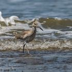 Schlammtreter – Willet