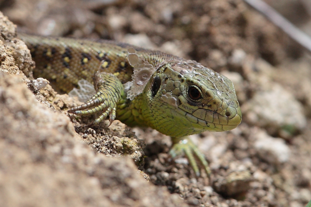 Schlampige Hautpflege - Biosphärengebiet sch. Alb, Dettingen