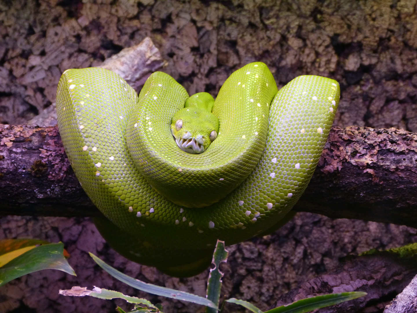 Schlange Foto Bild tiere natur Bilder auf fotocommunity Schlange Foto Bild tiere natur Bilder auf fotocommunity