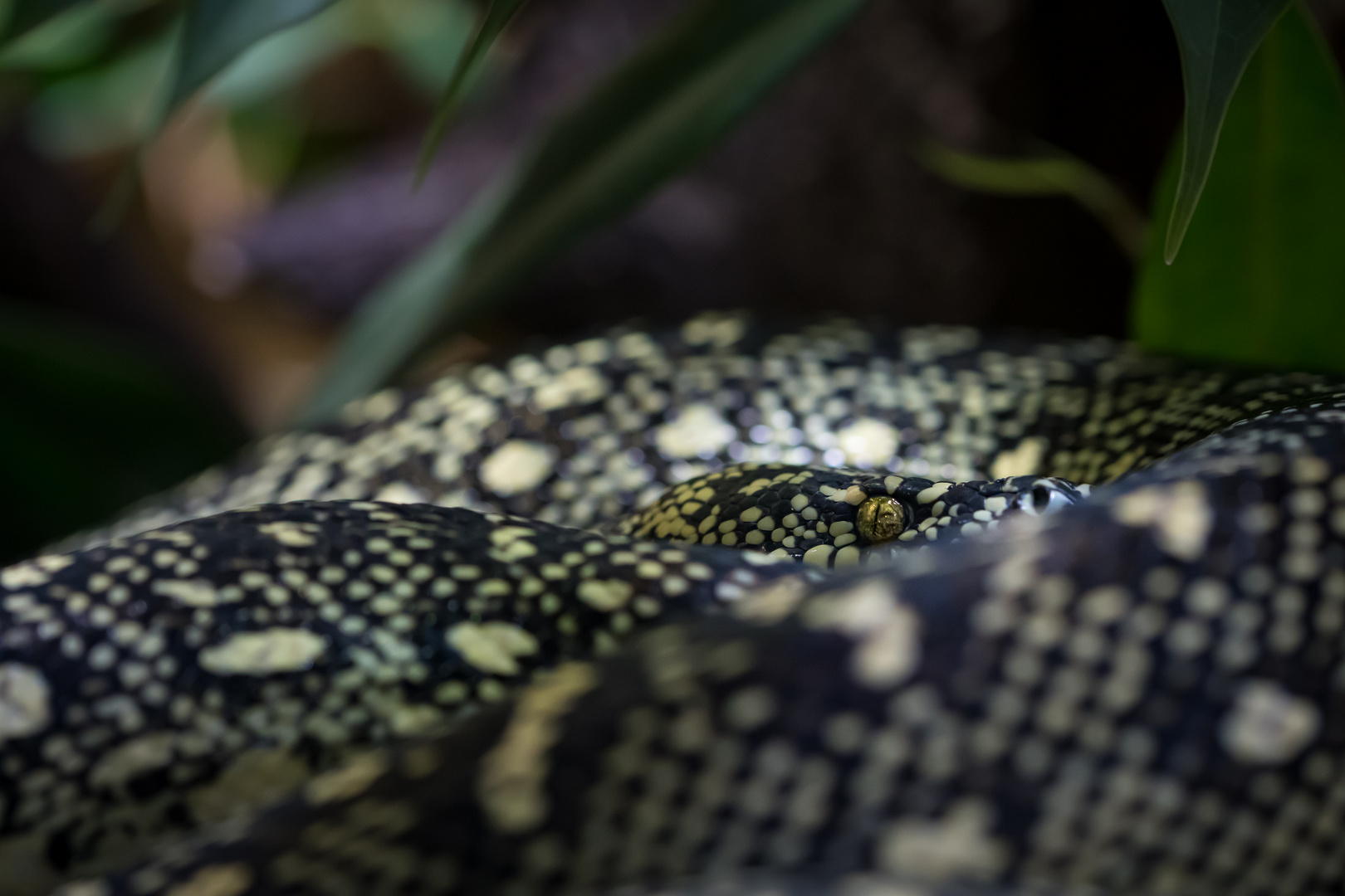 Schlange Foto Bild tiere zoo wildpark falknerei Schlange Foto Bild tiere zoo wildpark falknerei