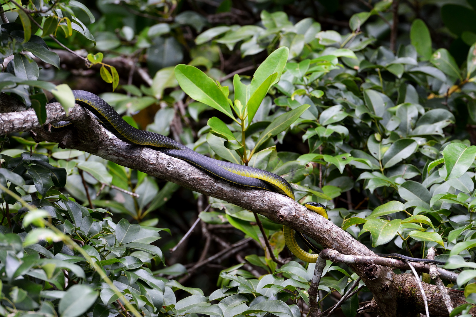 Schlange am Daintree-Fluss