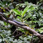 Schlange am Daintree-Fluss