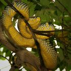 Schlange am Schlangentempel auf Penang (Malaysia)