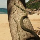 Schlange am Strand