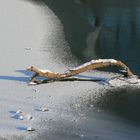 Schlange auf dem Eis