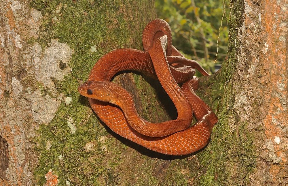 Schlange Aus Dem Tropischen Regenwald Von Sri Lanka Foto Bild Fotos World Asien Bilder Auf Fotocommunity