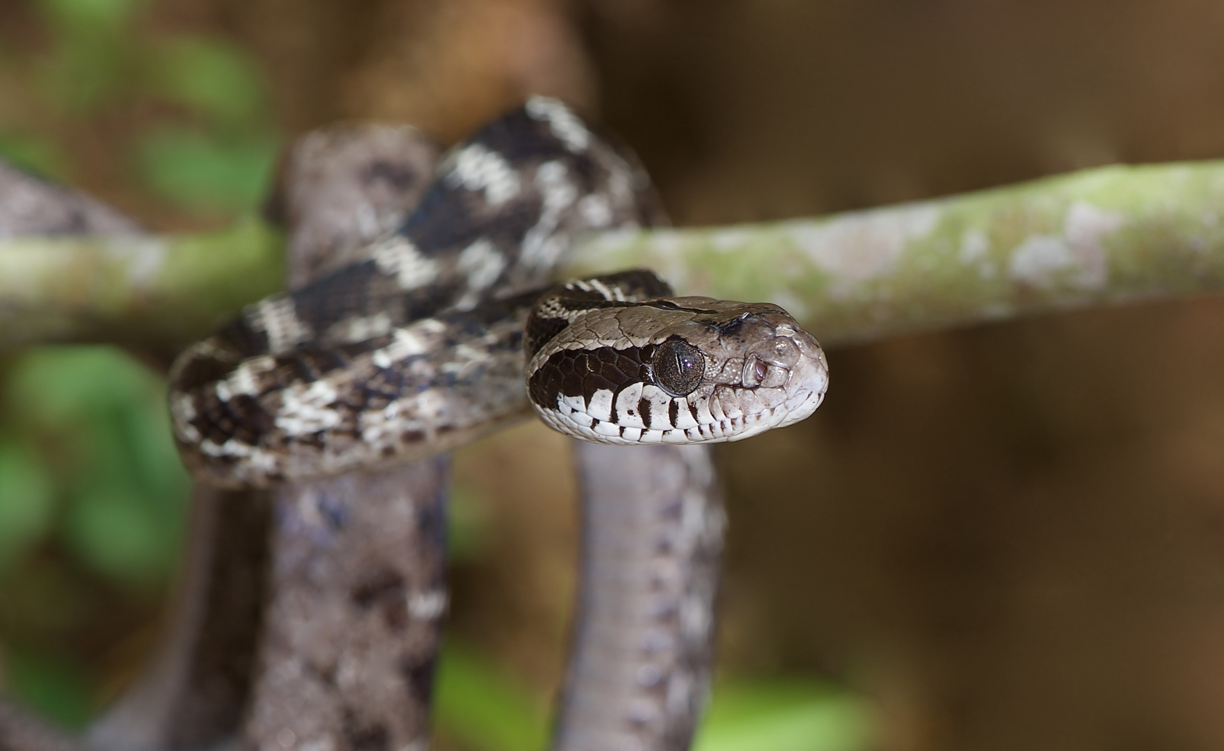 Schlange aus dem Tropischen Regenwald von Sri Lanka