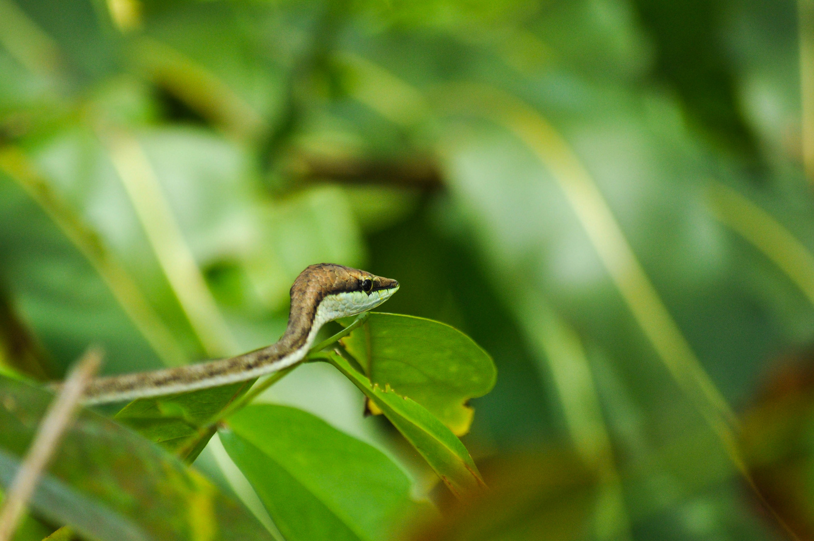 Schlange, Costa Rica