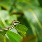 Schlange, Costa Rica