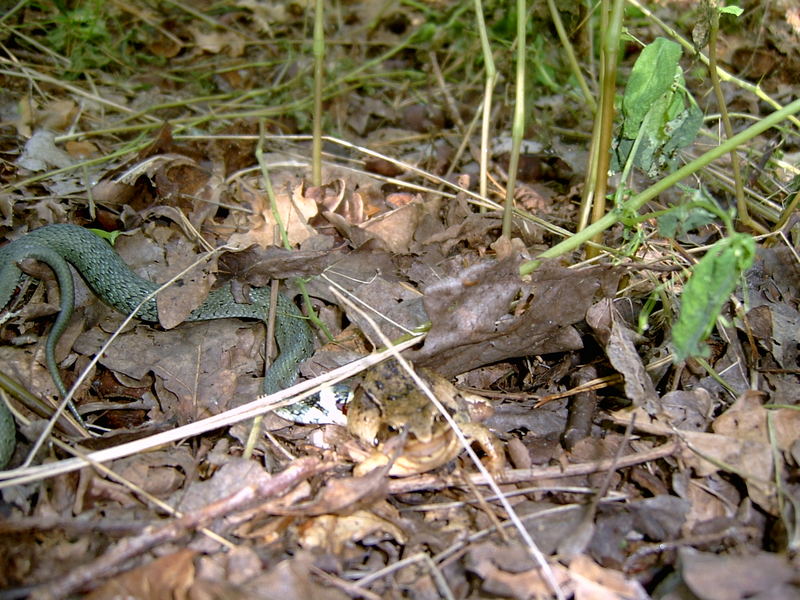 Schlange frisst Frosch