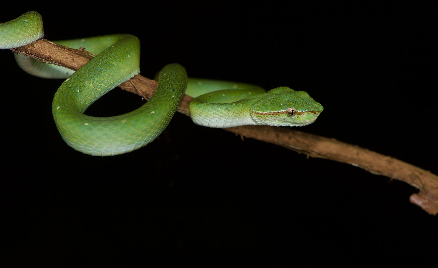 Schlange (giftig) aus dem Tropischen Regenwald von Borneo