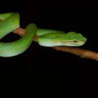 Schlange (giftig) aus dem Tropischen Regenwald von Borneo