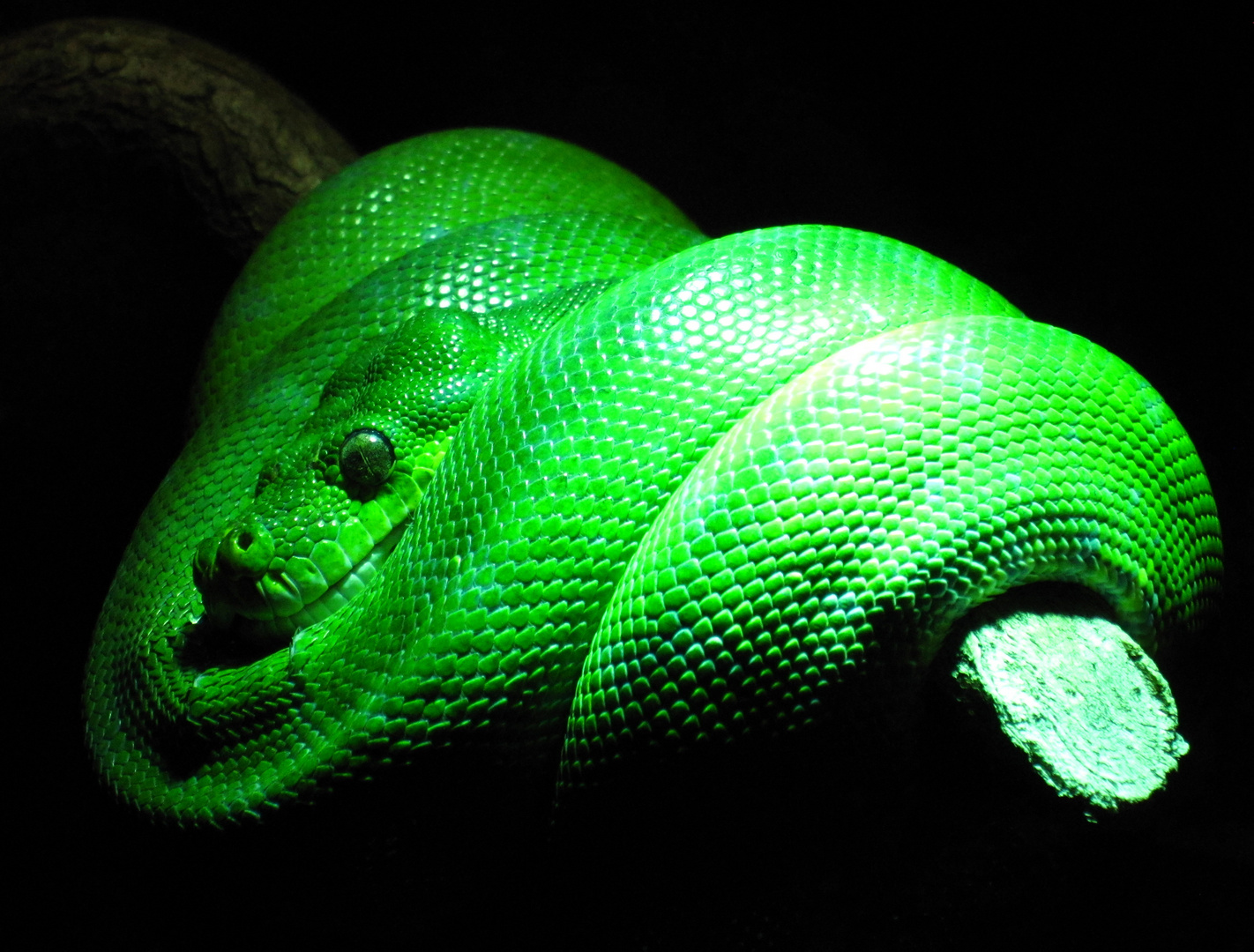 Schlange grün