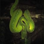 Schlange grün... des Rätsels  Lösung-DOKU