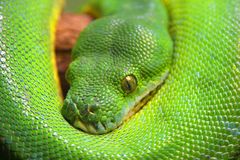 Schlange - heute ganz in grün #2