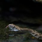 Schlange im Alpenzoo Innsbruck