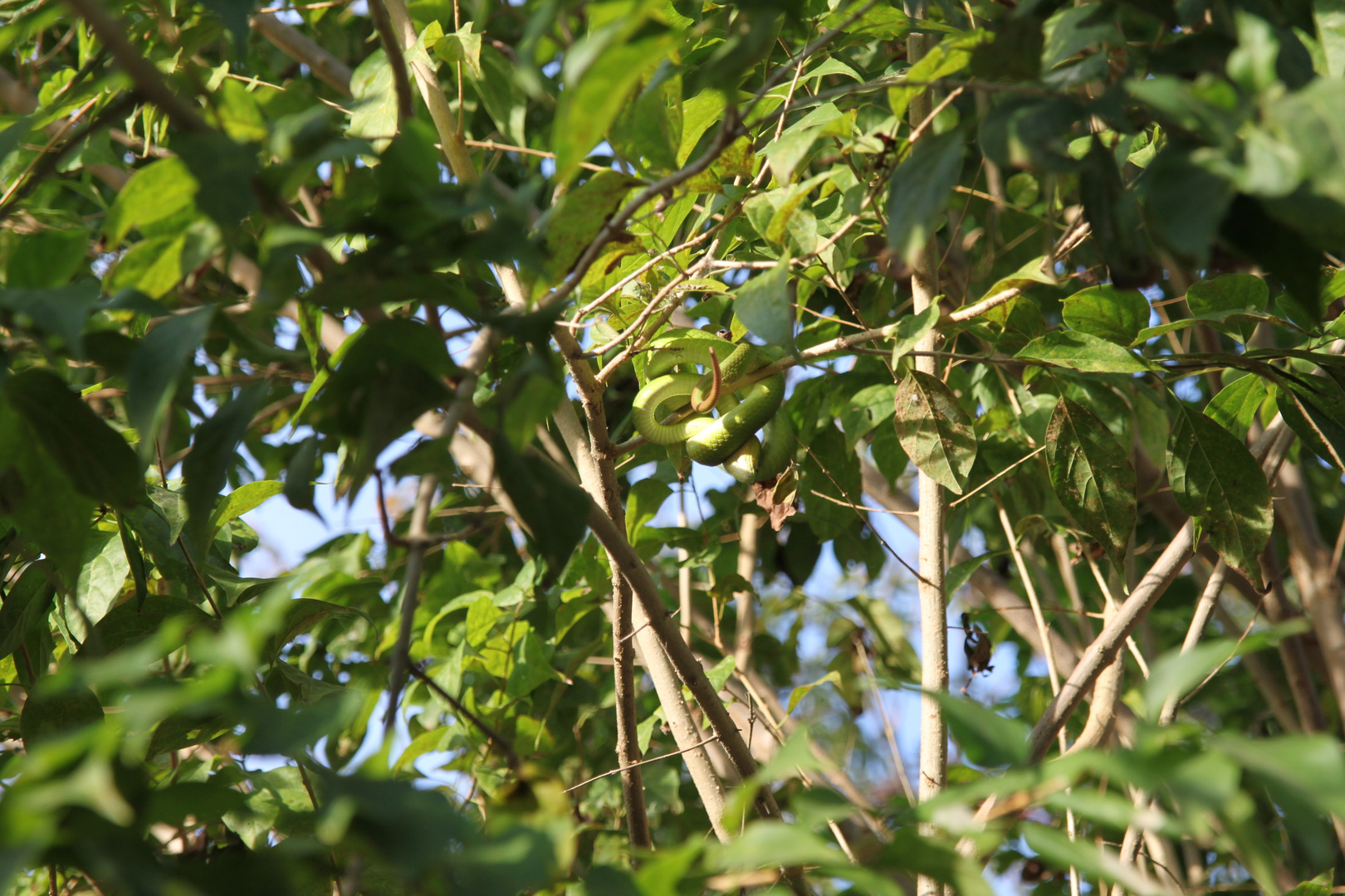 Schlange im Baum