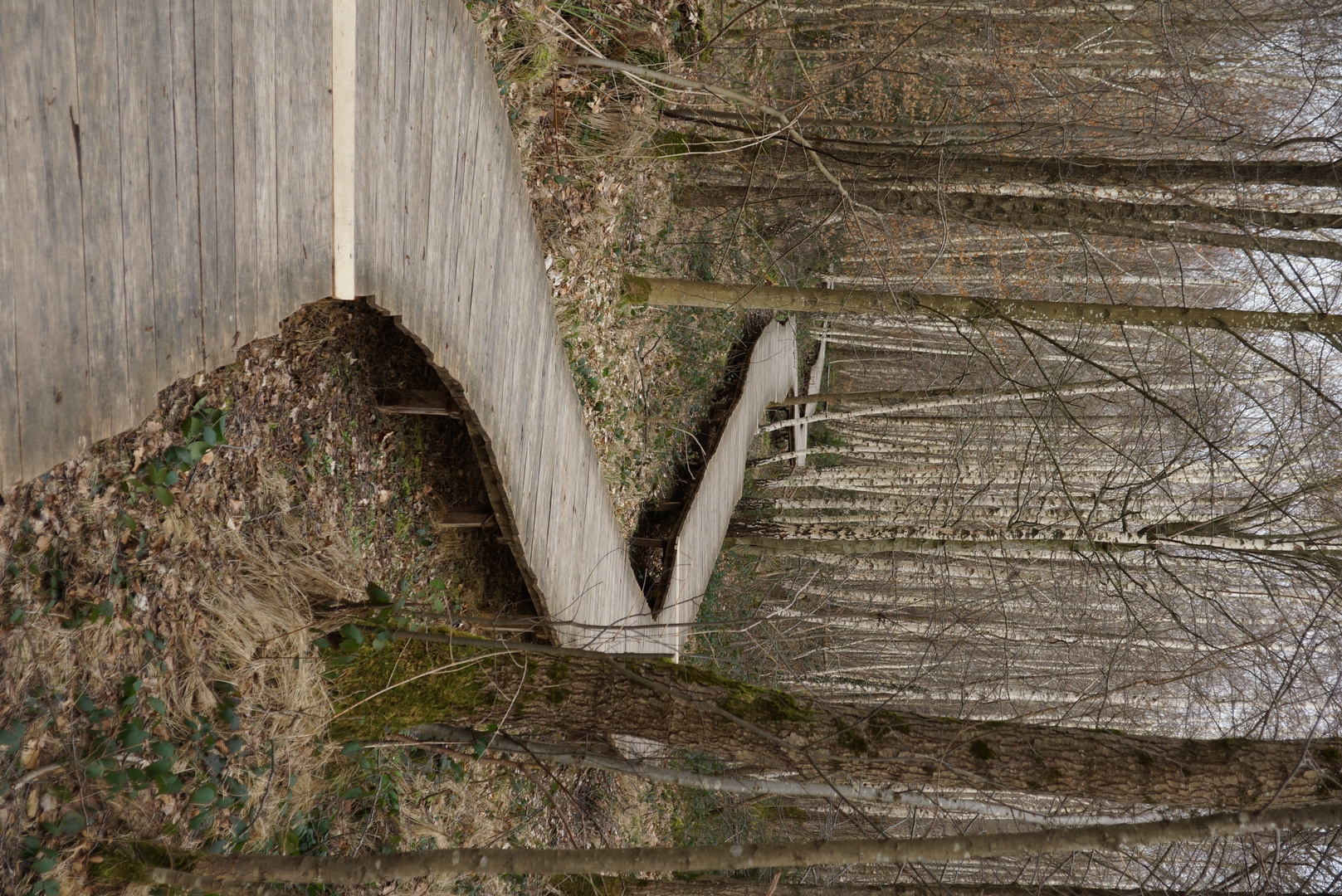 Schlange im Birkenwald