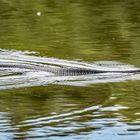 Schlange im Bogensee