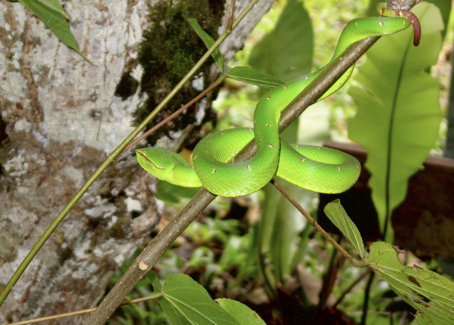 Schlange im Dschungel von Borneo