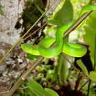 Schlange im Dschungel von Borneo