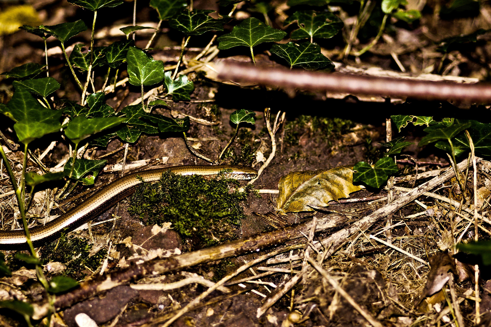 Schlange im Ettlinger Wald