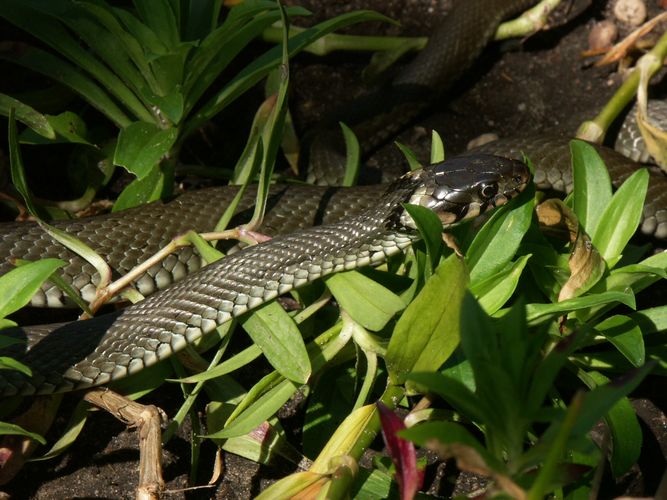 Schlange im Garten Foto & Bild tiere, wildlife, natur Bilder auf