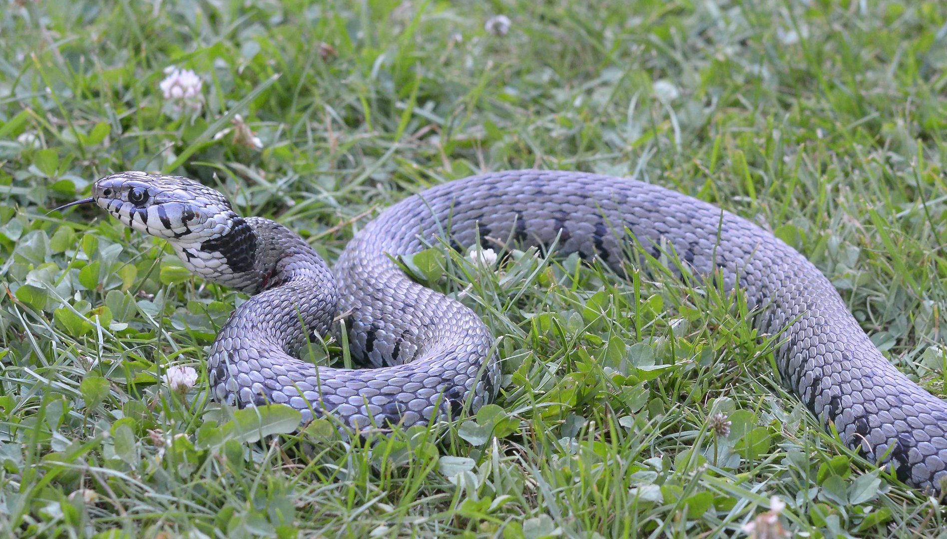 Schlange im Garten Foto & Bild tiere, wildlife