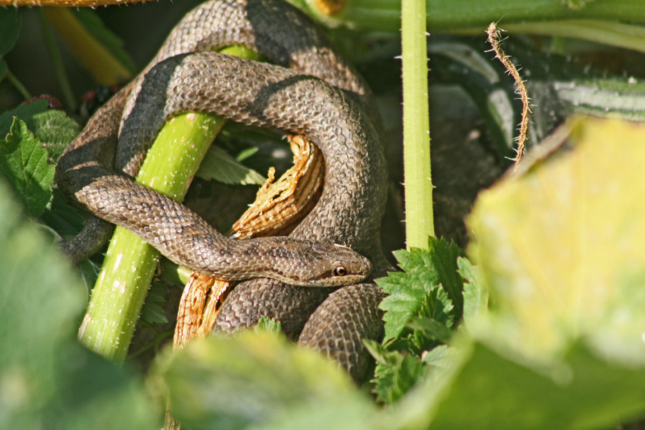 schlange im garten