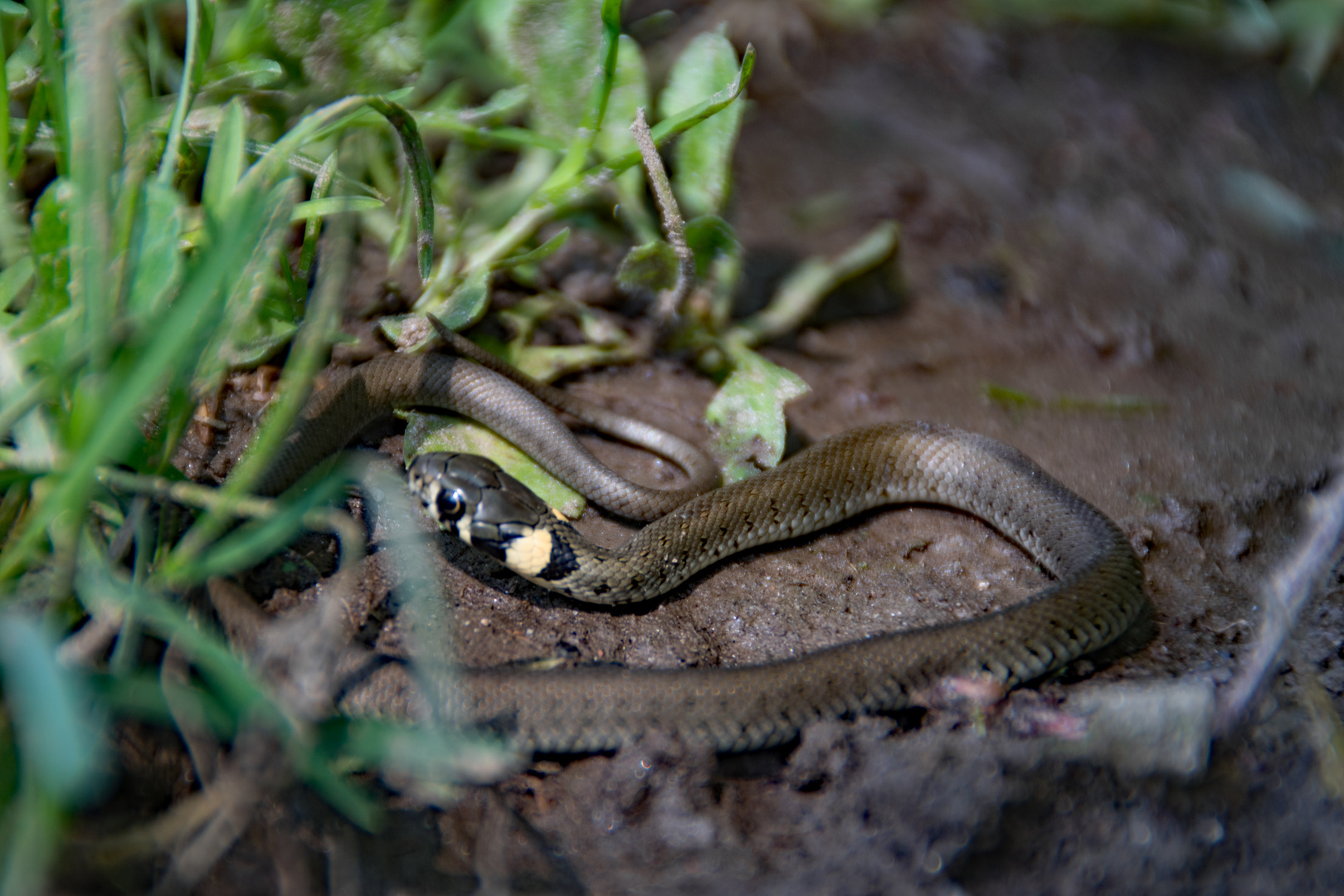 Schlange im Garten Foto & Bild tiere, wildlife, wildlife